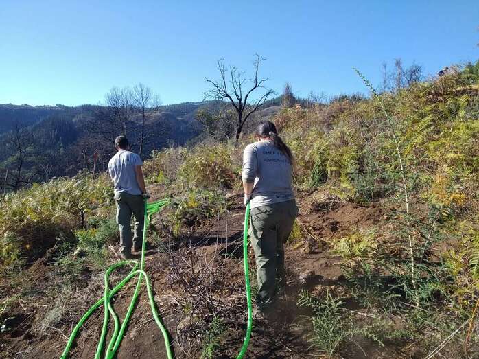 Trabajos de reforestación/TA.